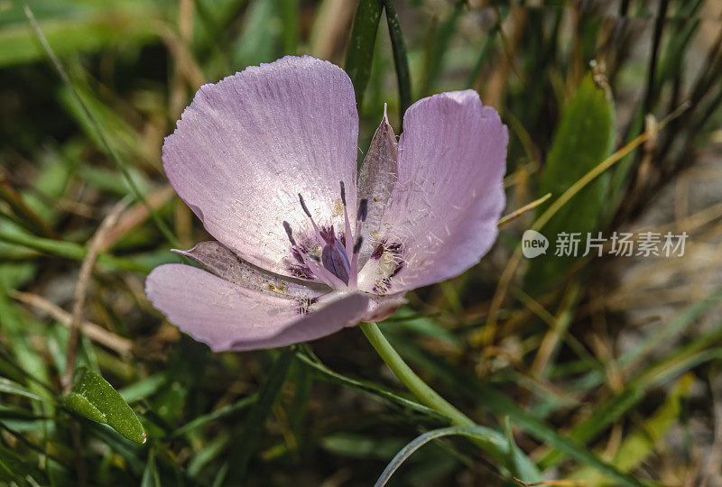 Calochortus uniflorus是百合科的一种开花植物，俗称Monterey mariposa百合、大花星郁金香和粉红星郁金香。Point Lobos州立公园，加利福尼亚。